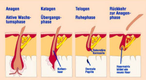Die 3 Phasen des Haares